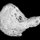 The rare heart bone, called the os cordis, found in chimpanzees.